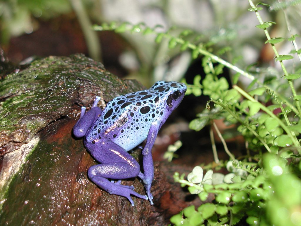 Lila und blau farbener Frosch sitzt auf einem Stein.
