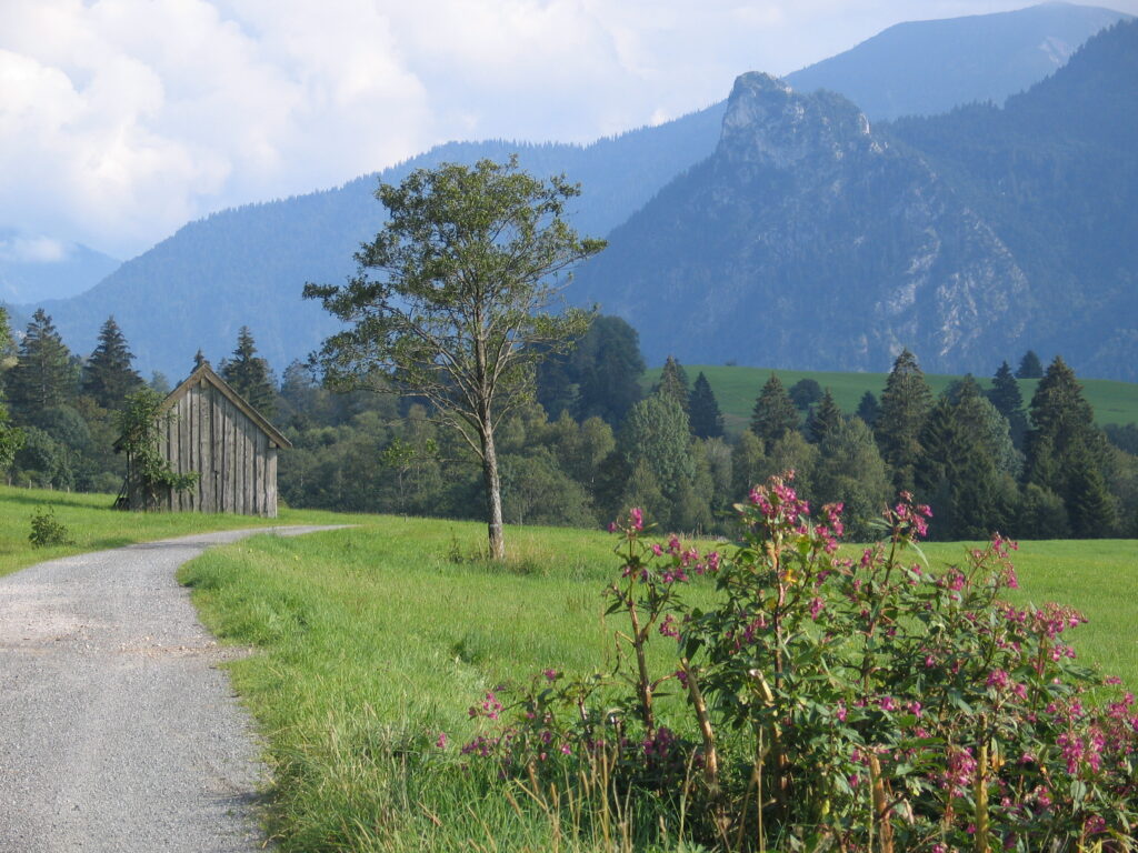 Der Weg führt durch grüne Wiesen direkt auf einen Stadl zu, im Hintergrund in der Oberammergauer Hausberg Kofel