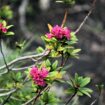 Rhododendron am Wegesrand