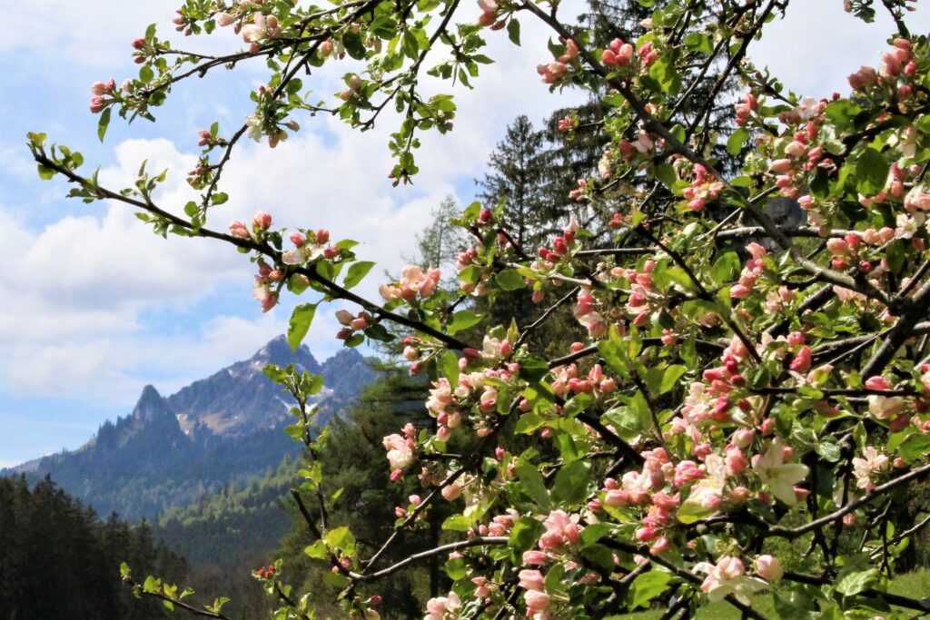 Üppig blühende Apfelblüten umranden im Vordergrund den Blick auf die Berge
